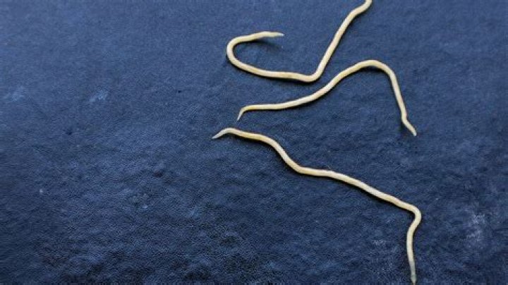 What if pinworms go untreated?