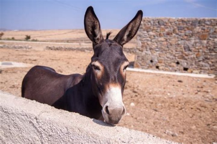 What is a donkey called?