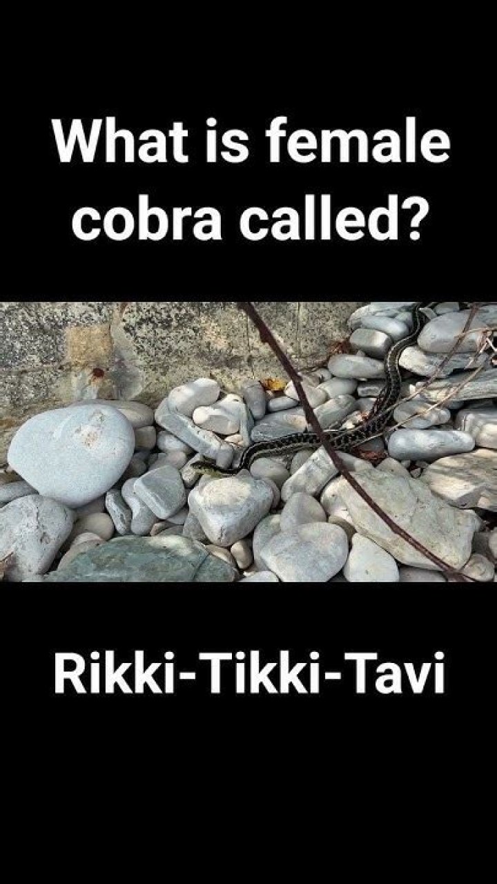 What is female cobra called?