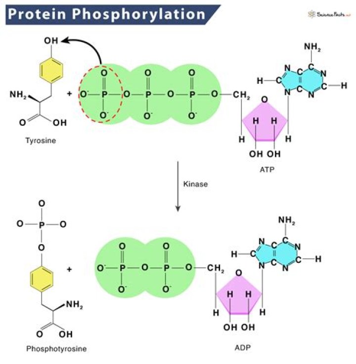 What is protein phosphorylation and dephosphorylation?
