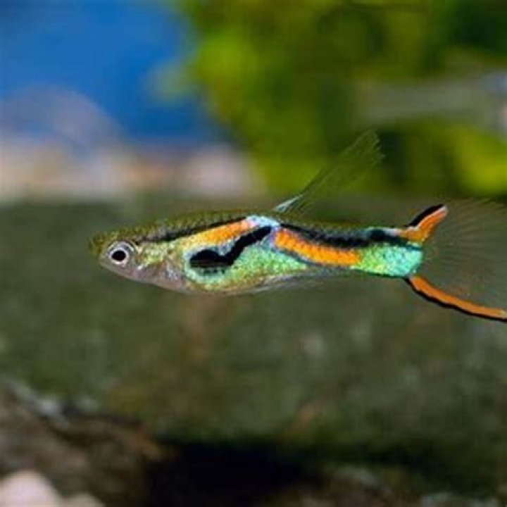 What is the easiest pet fish?