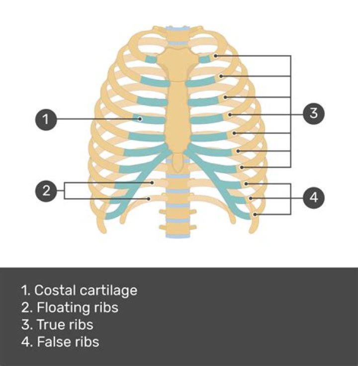 What is the floating rib?