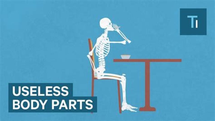What is the most useless bone?