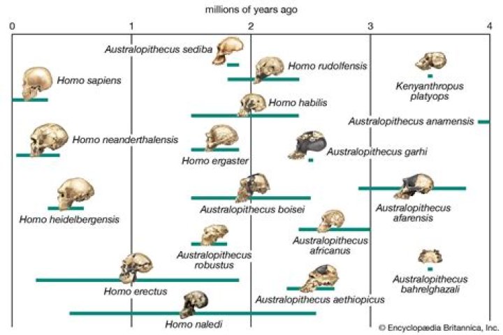What is the next evolution of humans?