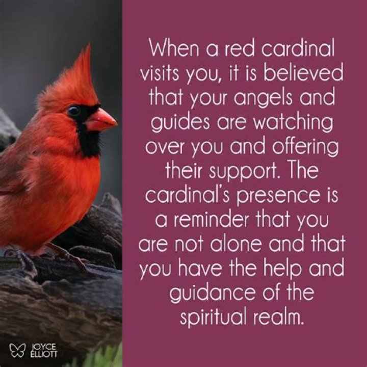 What is the spiritual significance of a red cardinal?