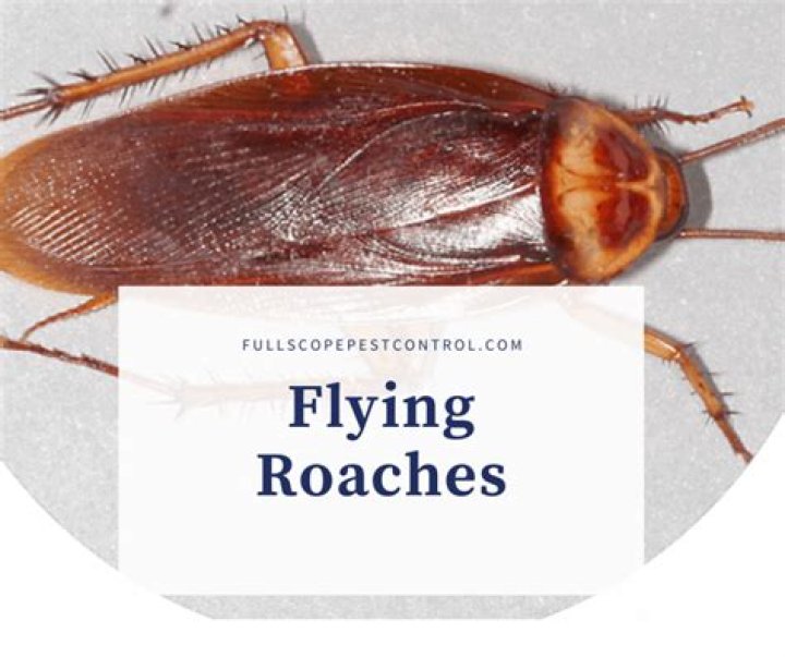 What kind of roaches fly?