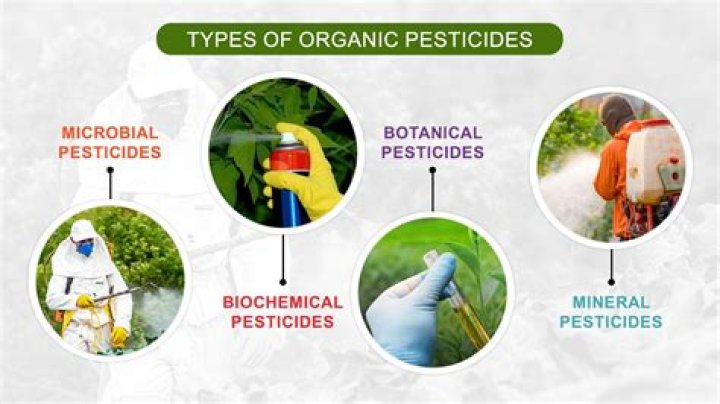 Which insecticide is more hazardous to human health?