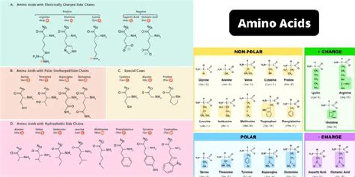 Which is queen of acids?