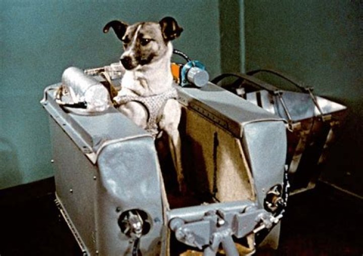 Who is the first dog?