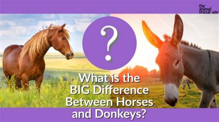 Why are donkeys kept with horses?