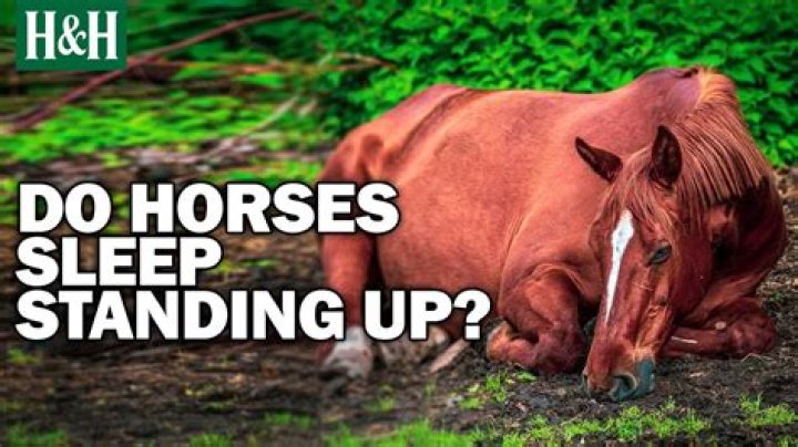 Why do horses stand up while sleeping?