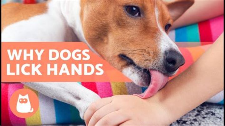 Why does everyone lick the seers hand?