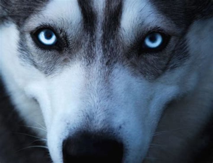 Why does Jackson have blue eyes as a werewolf?