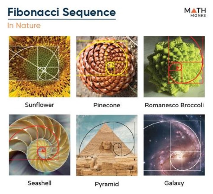 Why does nature follow Fibonacci?