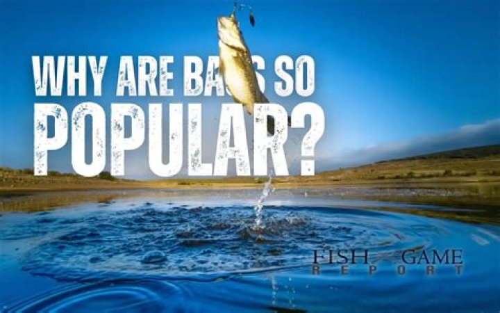 Why is bass so popular?