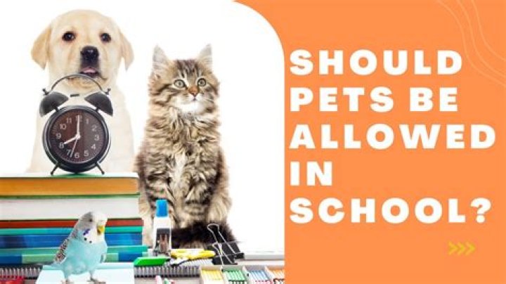 Why pets should be allowed in dorms?