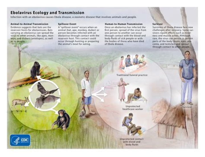 Will Ebola become a pandemic?