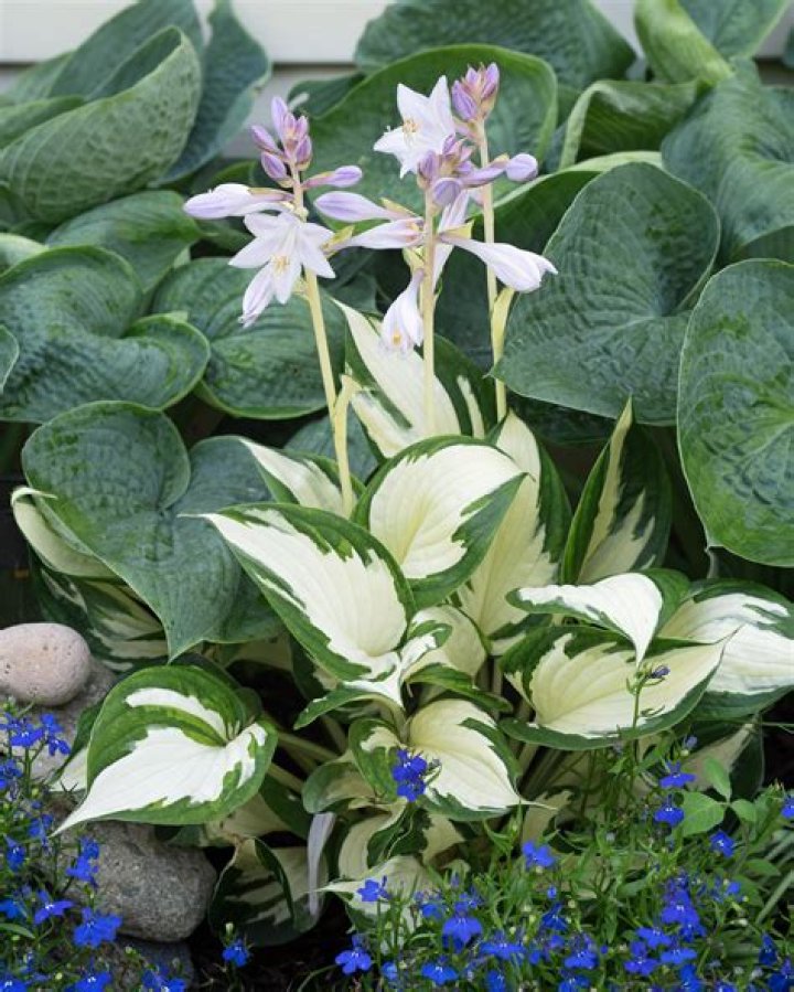 Will moles eat hosta roots?